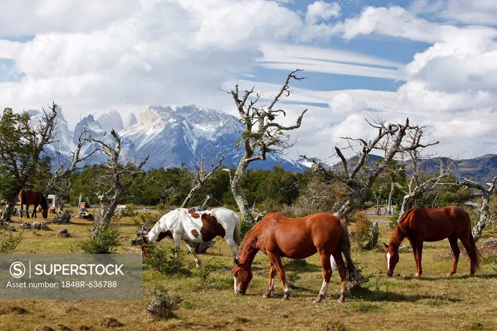 Grazing horses on a green meadow in front of the Cuernos del Paine granite mountains, Torres del Paine National Park, Thyndal, Magallanes and Antártic...