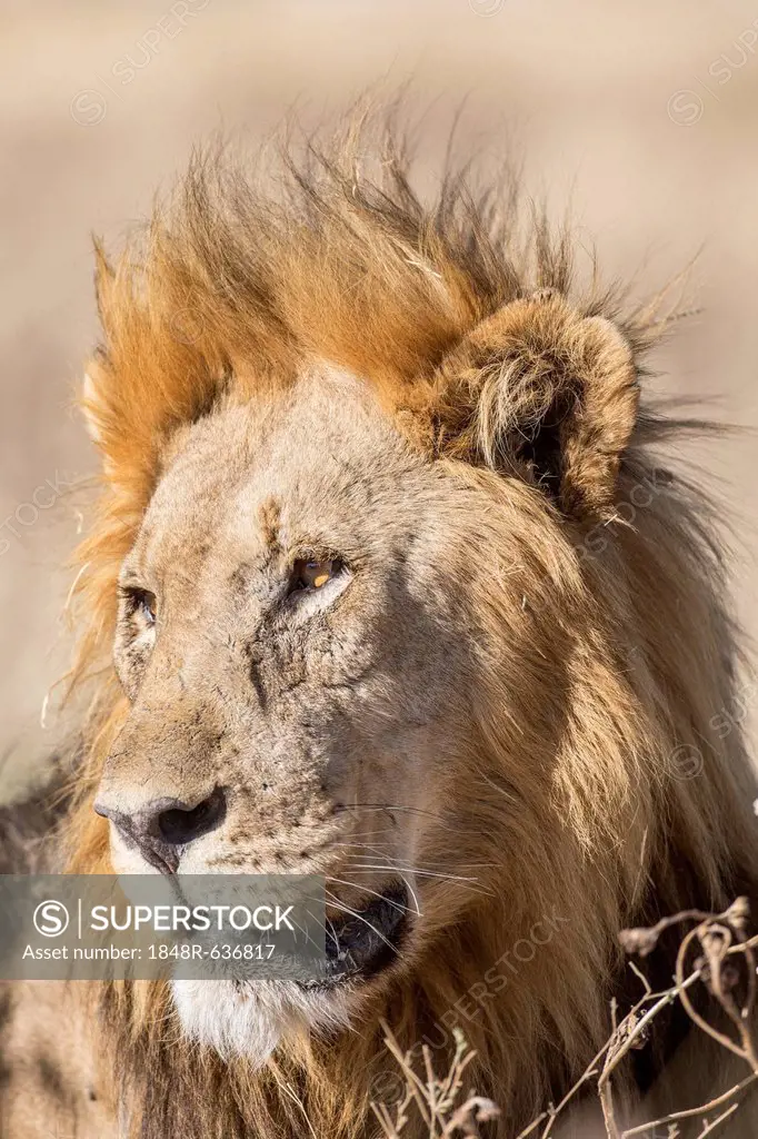 Lion (Panthera leo), male, Etosha National Park, Namibia, Africa