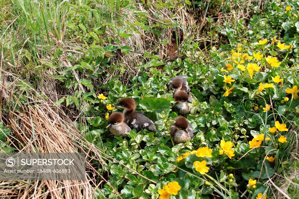 Goosander or Common Merganser chicks (Mergus merganser), one day, between marsh marigold flowers, Allgaeu, Bavaria, Germany, Europe