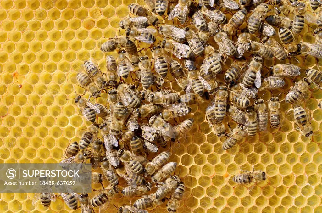Honey bees (Apis mellifera var carnica), worker bees in panic formation on a comb with eggs