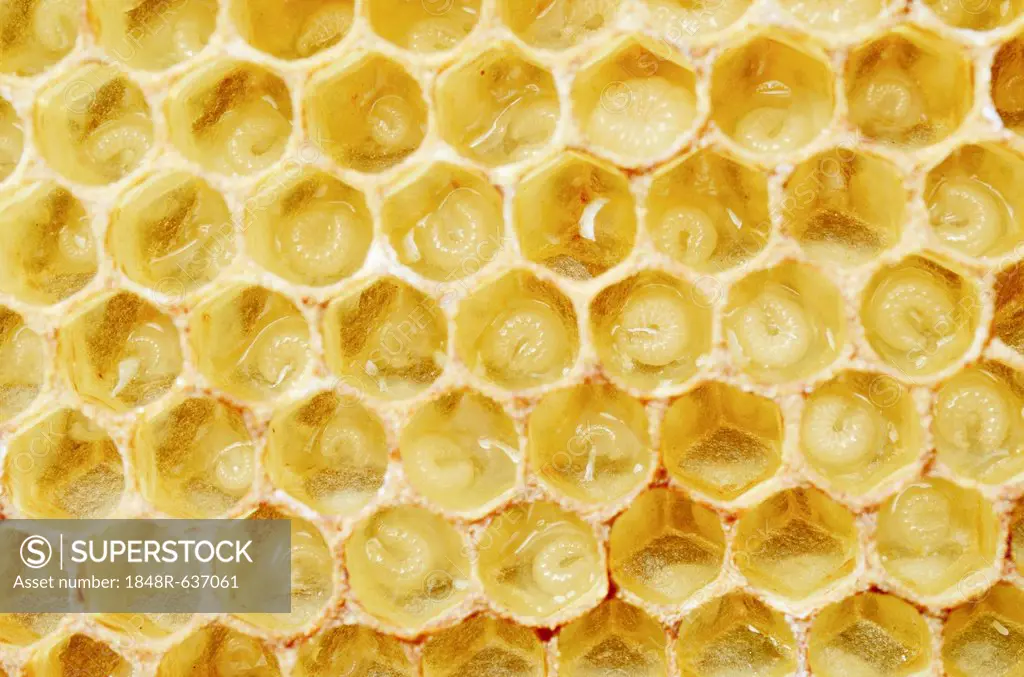 Newly-created wax comb of the honey bee (Apis mellifera var carnica) with larvae, worker bees, c. 5-7 days, in jelly