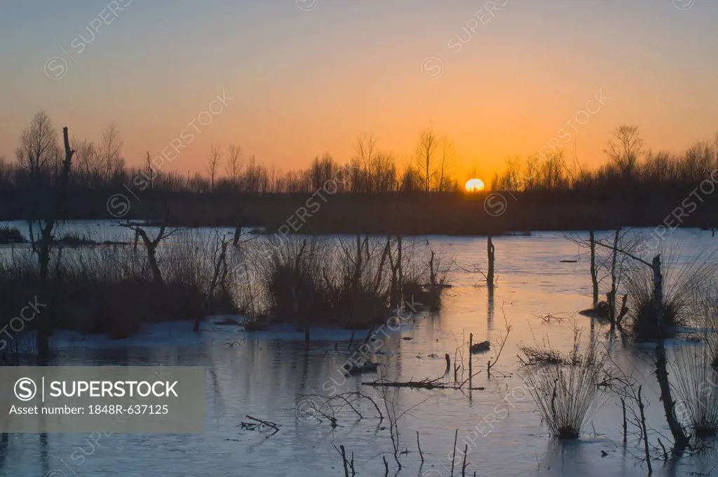 Sunset in the wintery moorland, Bargerveen, Holland, Netherlands, Europe