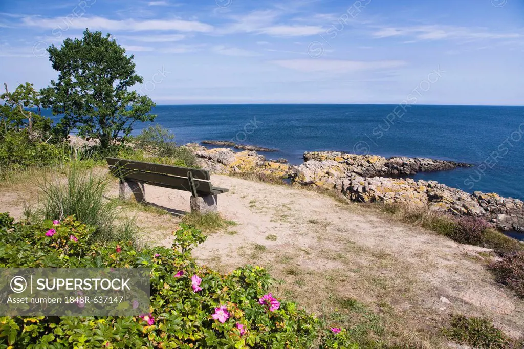 Coastal landscape with bench and wild roses (Rosa rugosa) at the Hammer Odde northern tip of Bornholm, Denmark, Europe