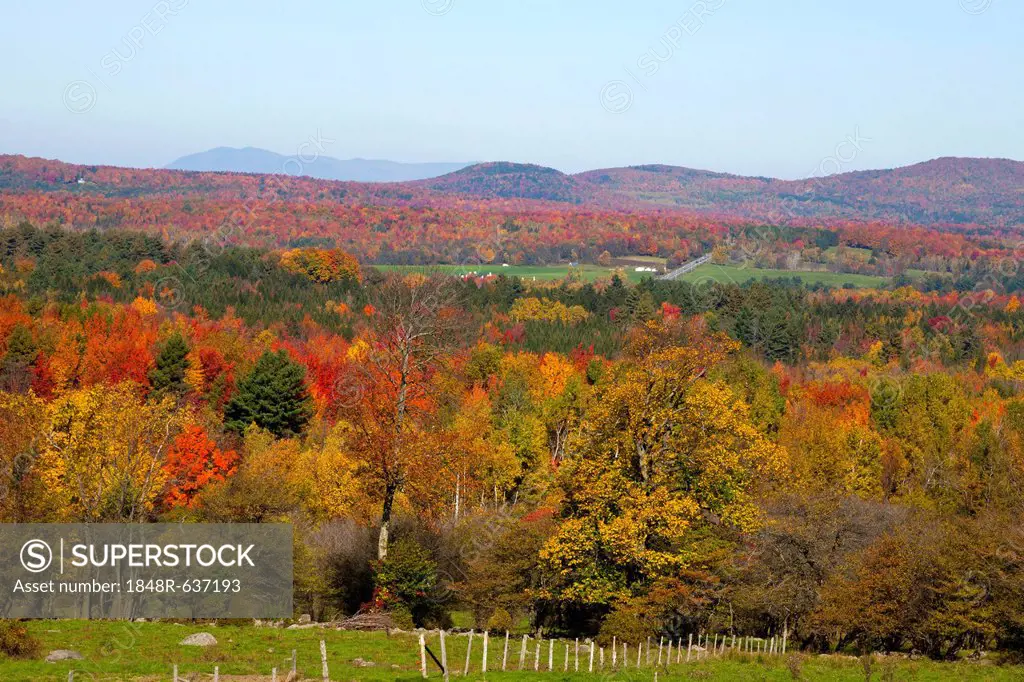 Landscape with trees in autumnal colours, Ville de Lac Brome, Quebec, Canada