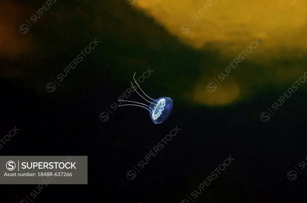 Jellyfish Sarsia (Coryne tubulosa), White Sea, Kareliya, Karelia, north Russia, Arctic