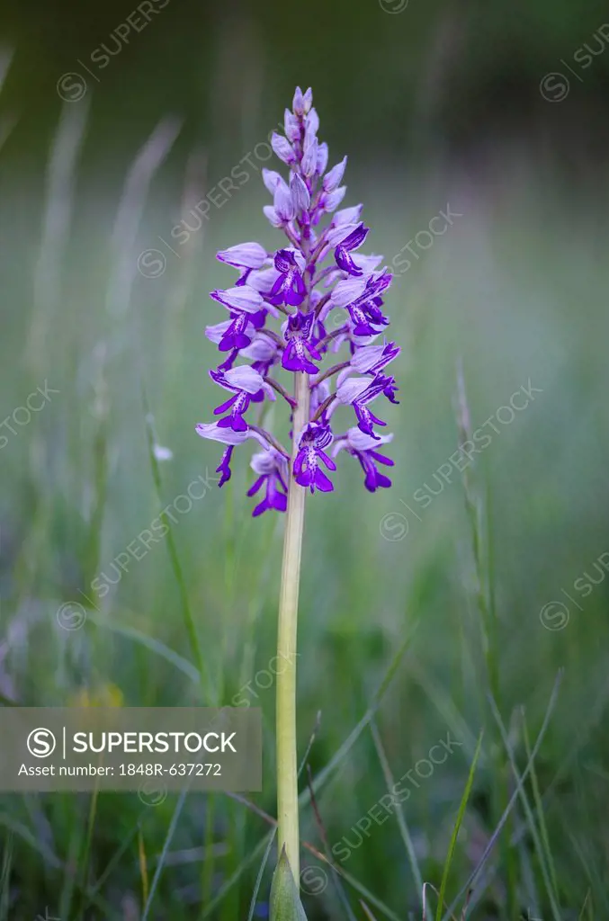 Military orchid (Orchis militaris), protected species, wild orchid, Baden-Wuettemberg, Germany, Europe