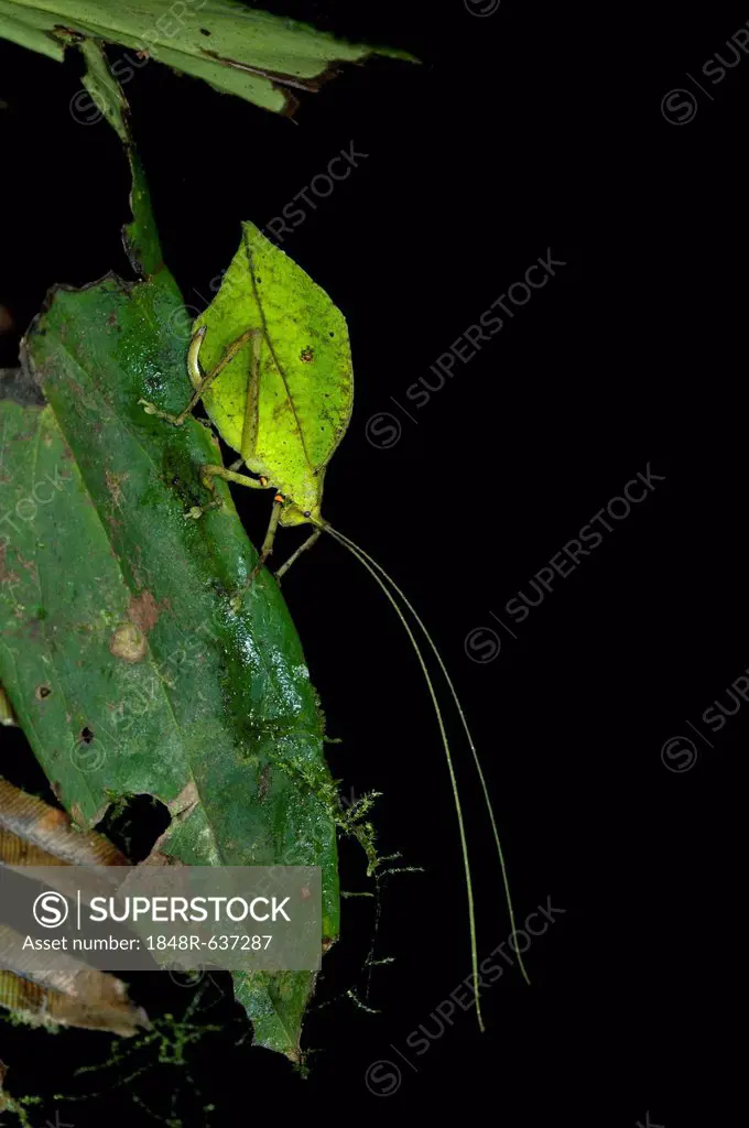 Leaf bush cricket or Leaf katydid (Tettigoniidae) emulating a green leaf, Tiputini rain forest, Yasuni National Park, Ecuador, South America