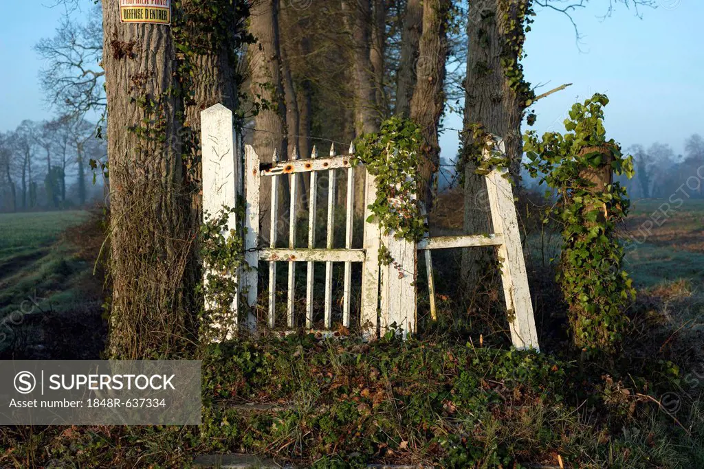 Old white wooden gate, dilapidated entrance to a country estate, overgrown avenue, near Bayeux, Normandy, France, Europe