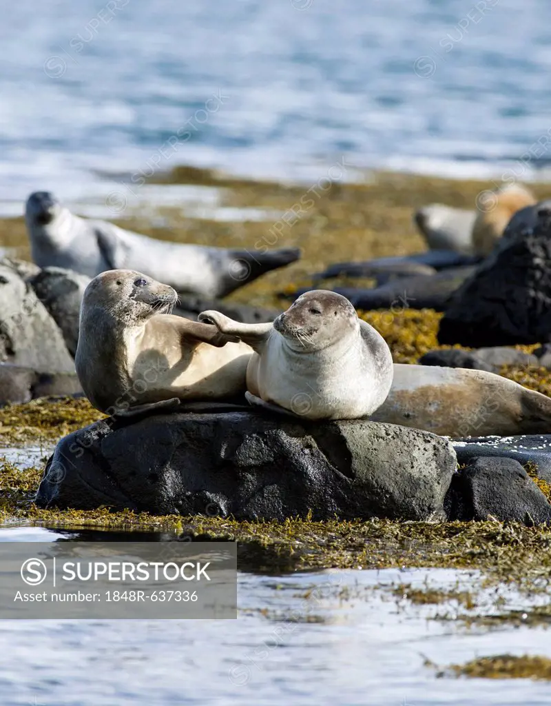 Harbour or Harbor Seals (Phoca vitulina), Westfjords or West Fjords, Iceland, Europe