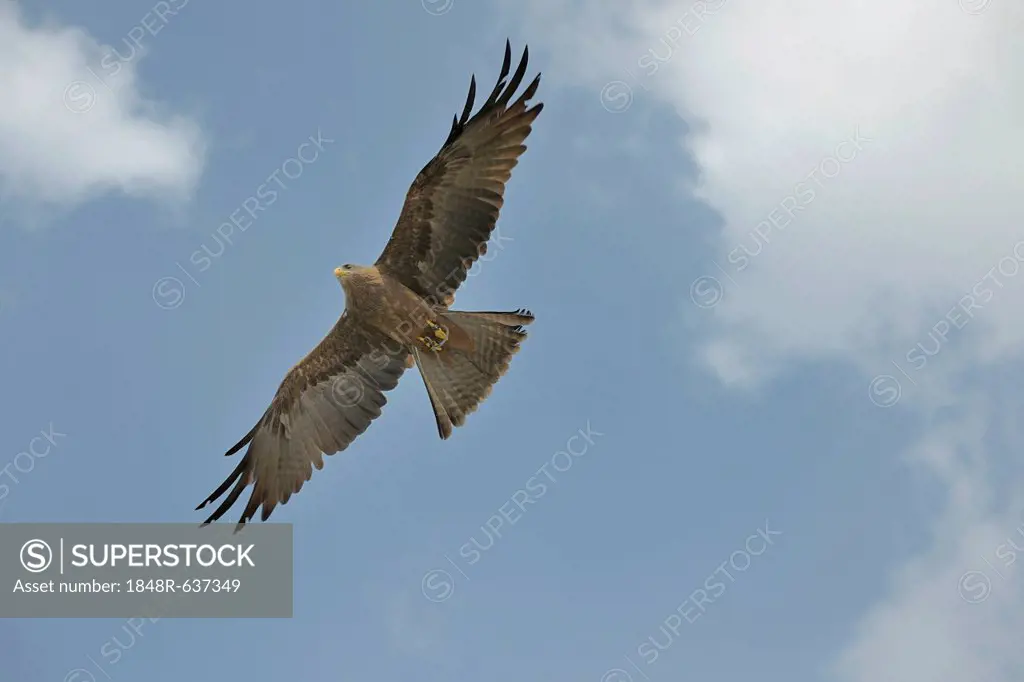 Black kite (Milvus migrans), Landskron Castle, an ornithological station for raptorial birds, Carinthia, Austria, Europe