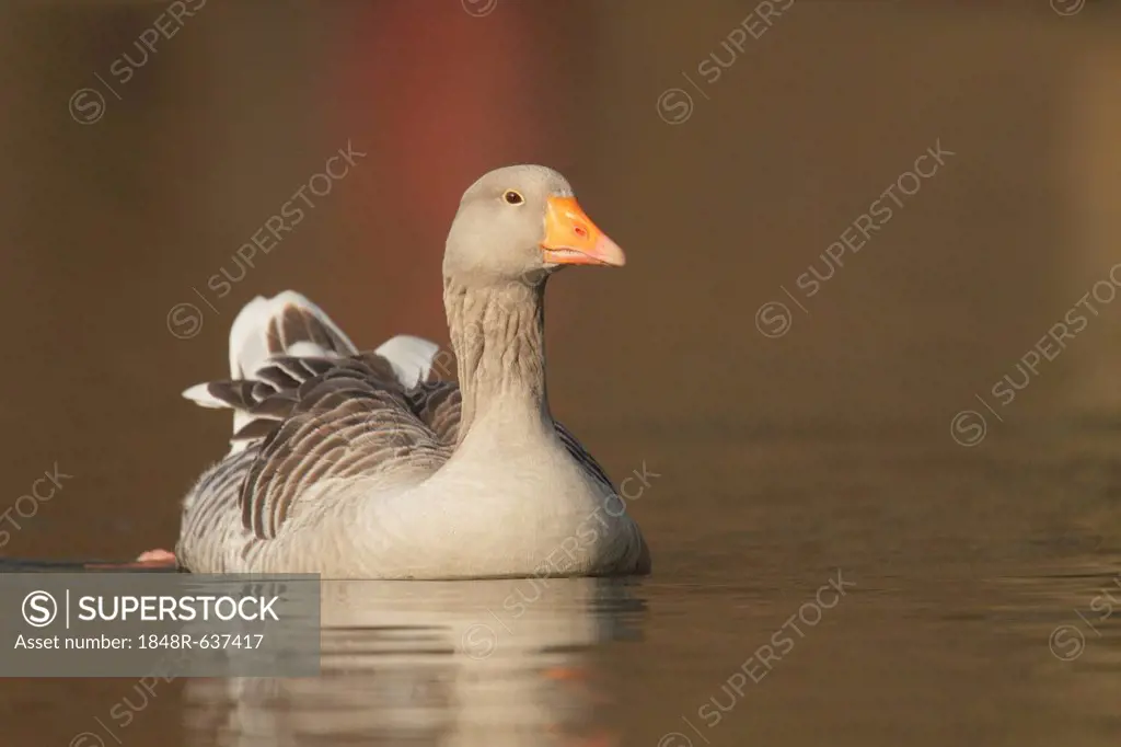 Greylag or Graylag Goose (Anser anser)