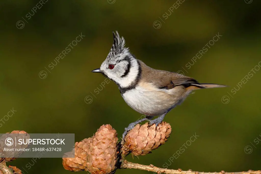 Crested Tit (Parus cristatus) with an erect crest perched on a larch branch