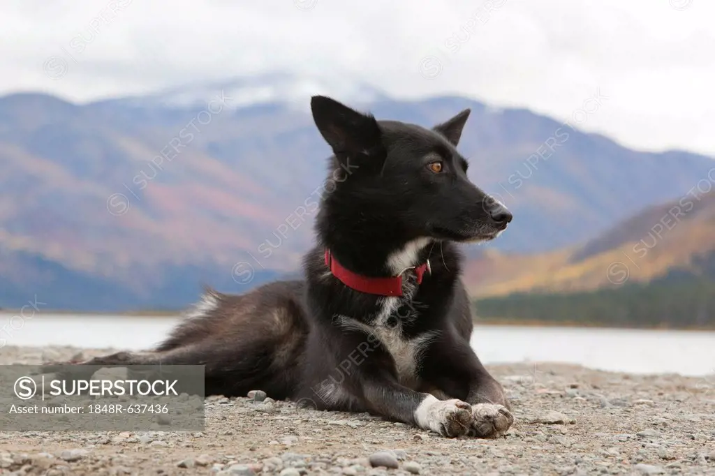 Sled dog, mix breed sprint, long distance dog, Alaskan Husky, resting, autumn, near Fish Lake, Yukon Territory, Canada