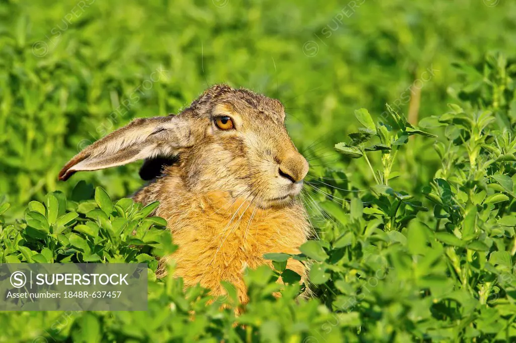 Brown hare (Lepus europaeus) sitting in clover, Burgenland, Austria, Europe