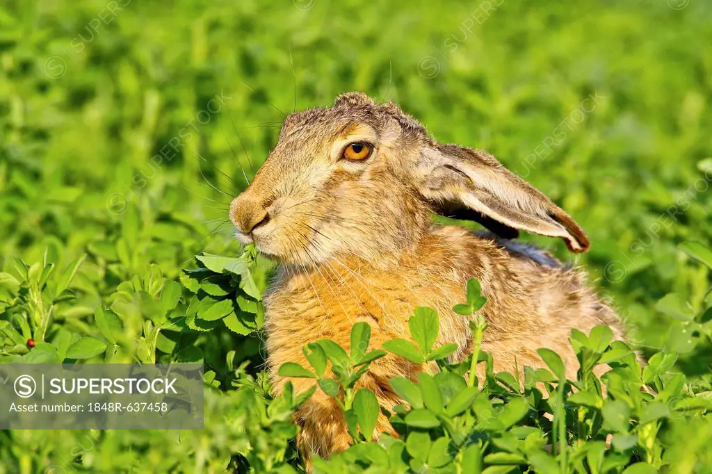 Brown hare (Lepus europaeus) sitting in clover, Burgenland, Austria, Europe