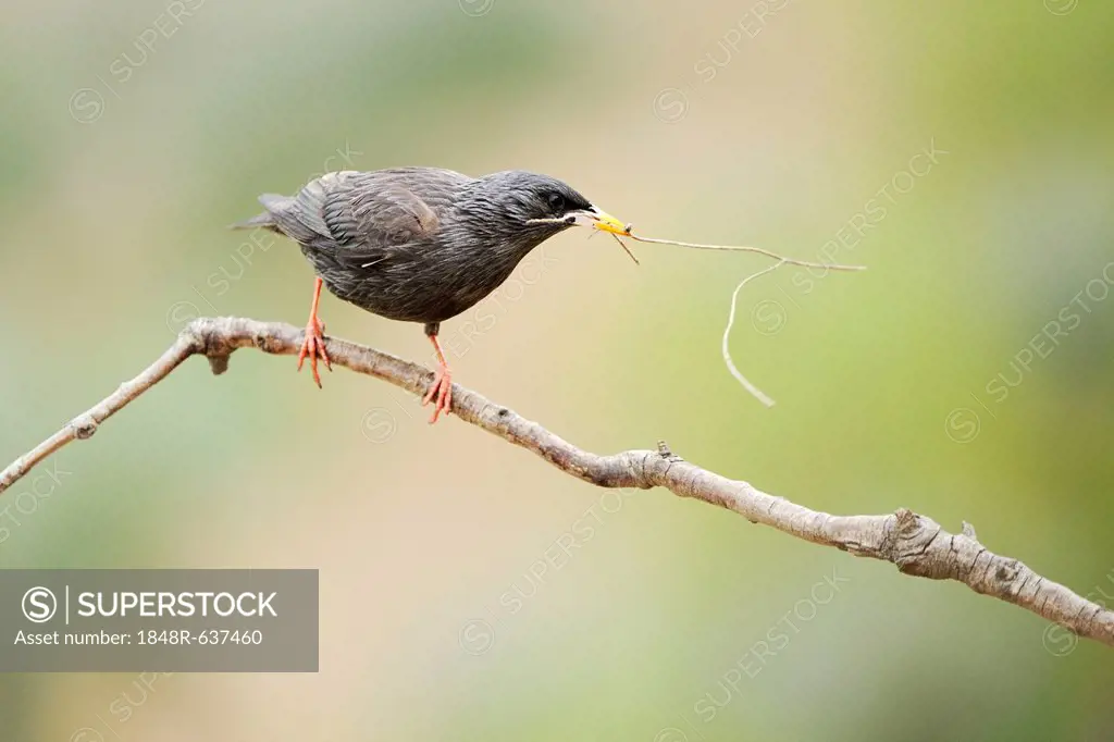 Spotless Starling (Sturnus unicolor), perched on twig with nesting material in beak