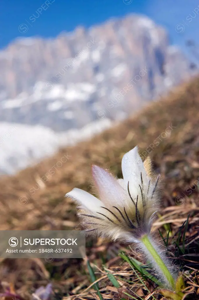 Spring Pasque flower (Pulsatilla vernalis, Anemone vernalis) and Langkofel or Sassolungo peak, Dolomites, Italy, Europe