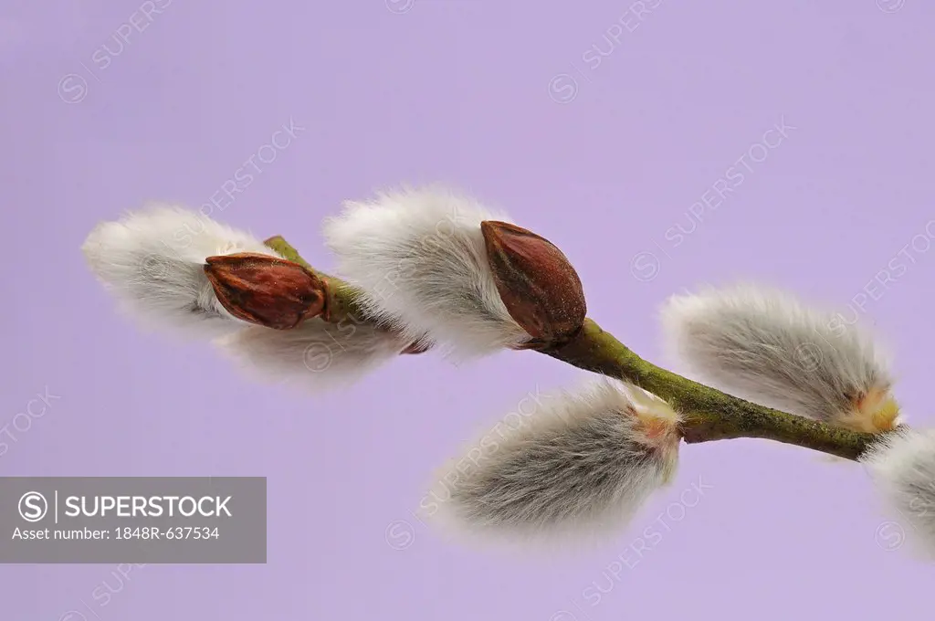 Pussy Willow (Salix sp.)