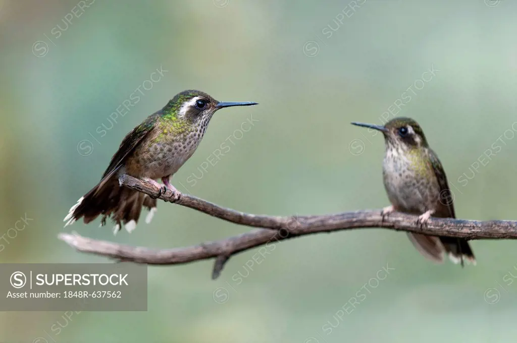 Speckled Hummingbirds (Adelomyia melanogenys), in their natural habitat, Tandayapa region, Andean cloud forest, Ecuador, South America