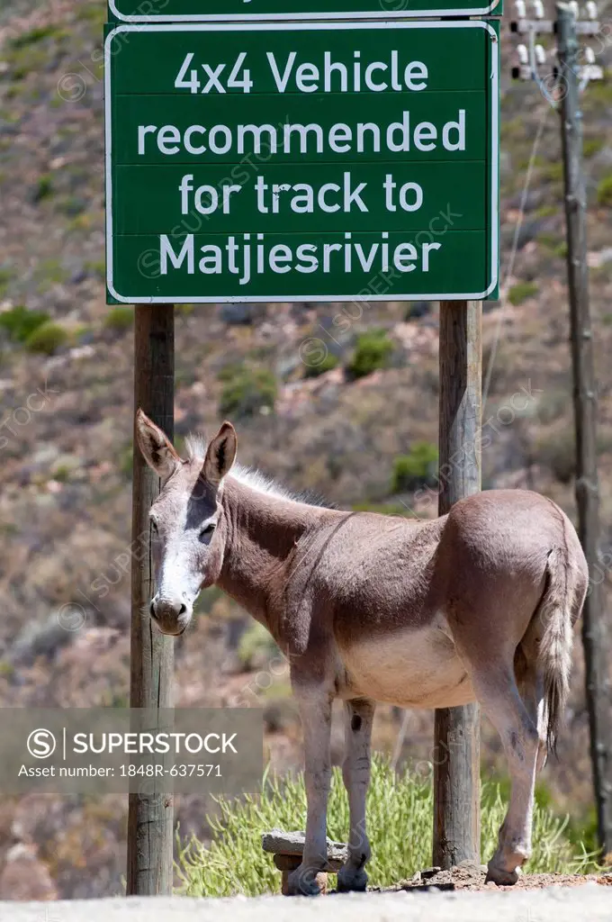 Donkey standing underneath warning sign 4x4 vehicle recommended for track to Matjiesrivier, Cederberg mountains, Western Cape, South Africa, Africa