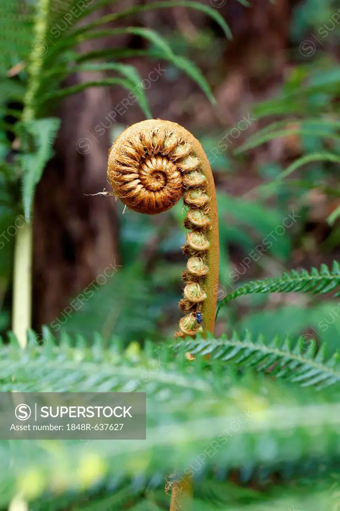 Amau fern (Sadleria cyatheoides), a fern frond unfurling, Kilauea, Big Island, Hawaii, USA