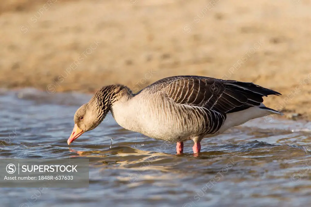 Greylag goose (Anser anser) standing on the bank of a lake, Kassel, Hesse, Germany, Europe