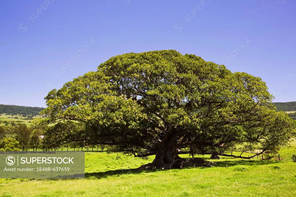 Fig tree (Ficus), Kiama, New South Wales, Australia