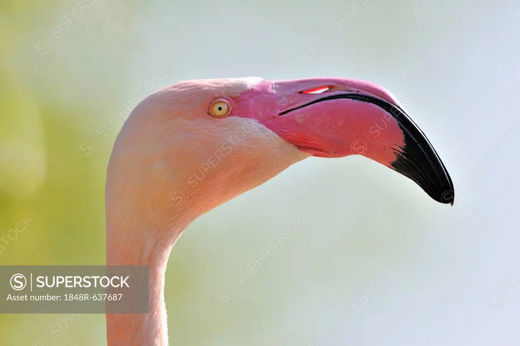 Chilean Flamingo (Phoenicopterus chilensis), portrait