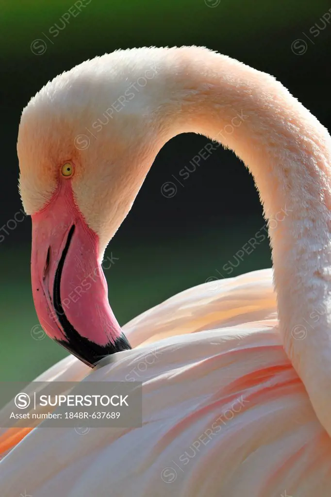 Chilean Flamingo (Phoenicopterus chilensis), preening