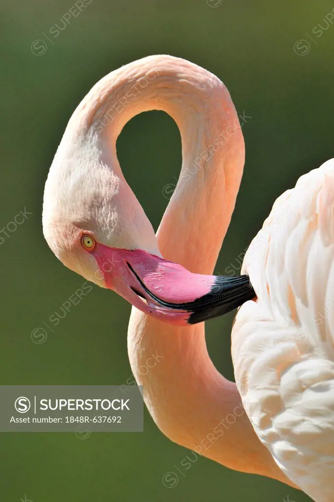 Chilean Flamingo (Phoenicopterus chilensis), portrait
