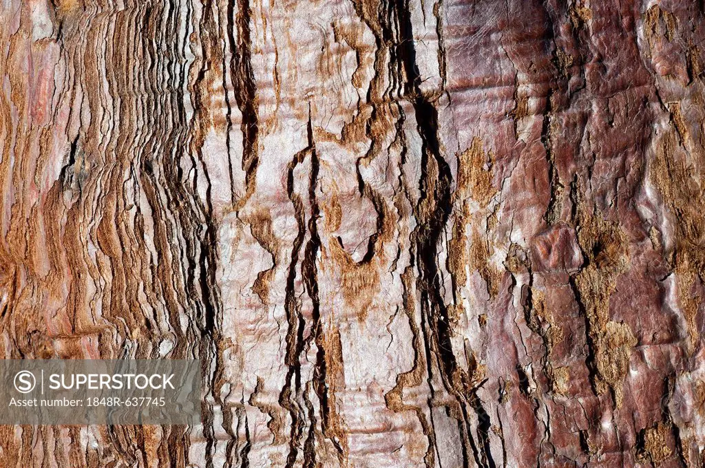 Bark, old Redwood (Sequoioideae), Baden-Wuerttemberg, Germany, Europe