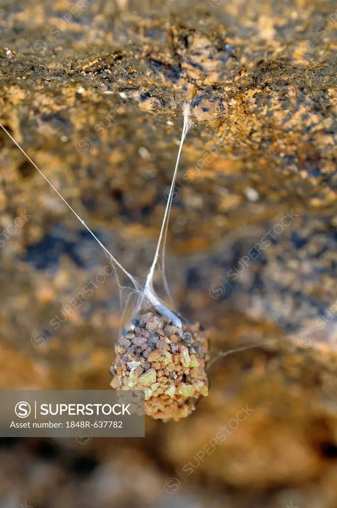 Suspended spider cocoon, Goegap Nature Reserve, Namaqualand, South Africa, Africa