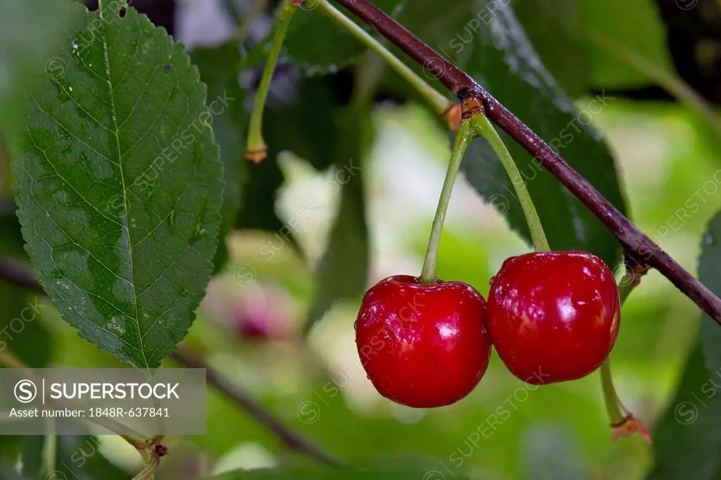 Sour Cherry or Morello Cherry (Prunus cerasus), Obersoellbach, Hohenlohe, Baden-Wuerttemberg, Germany, Europe