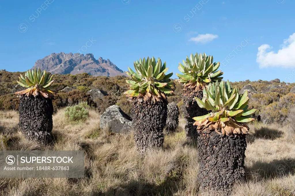 Giant Groundsel (Dendrosenecio kilimanjari), near the Horombo Huts, Mt Mawenzi at back, Marangu Route, Mt. Kilimanjaro, Tanzania, East Africa, Africa
