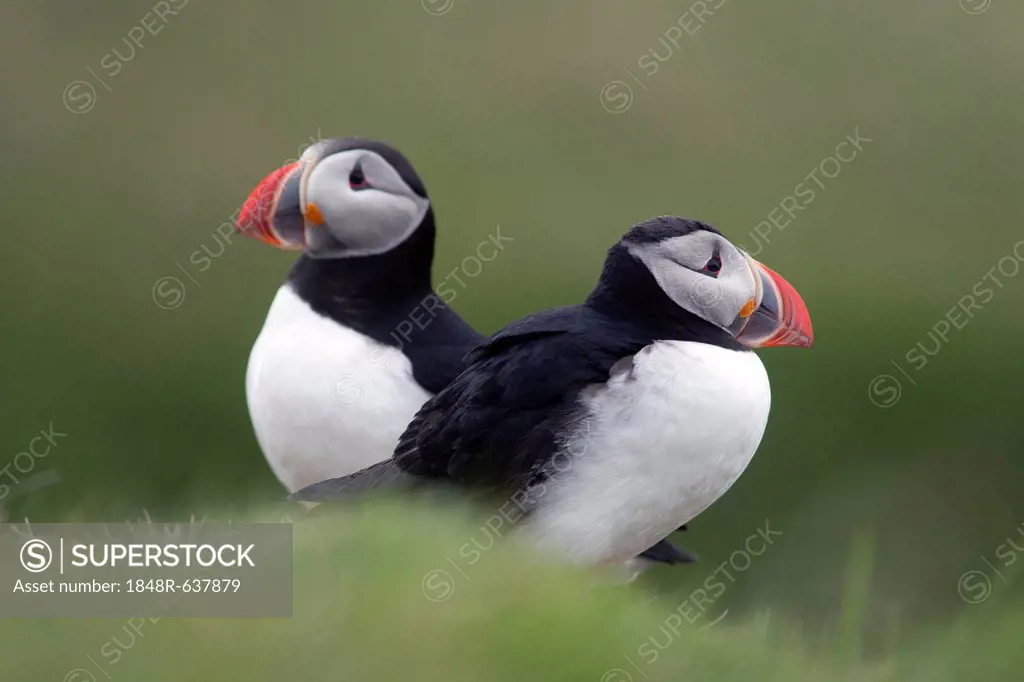 Two puffins (Fratercula arctica), Papey island, Iceland, Europe
