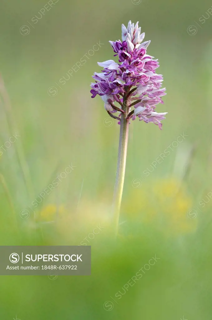 Military Orchid (Orchis militaris), Leutratal, Jena, Thuringia, Germany, Europe