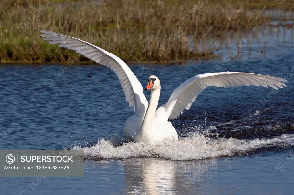 Mute Swan (Cygnus olor) in the splashdown