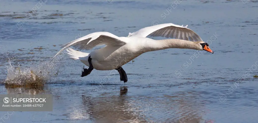 Mute Swan (Cygnus olor) taking off