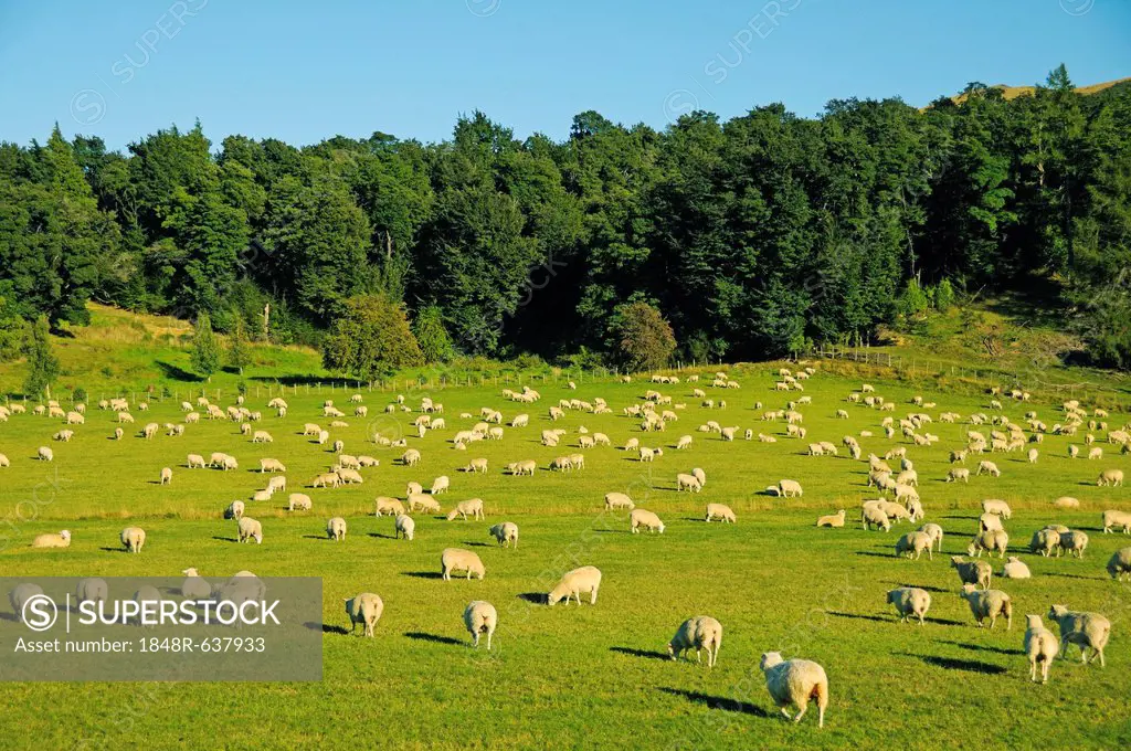 Flock of sheep in the Southern Alps, South Island, New Zealand