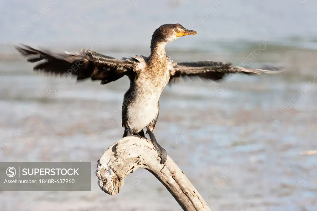 Cape cormorant or Cape shag (Phalacrocorax capensis) at Wilderness National Park, South Africa