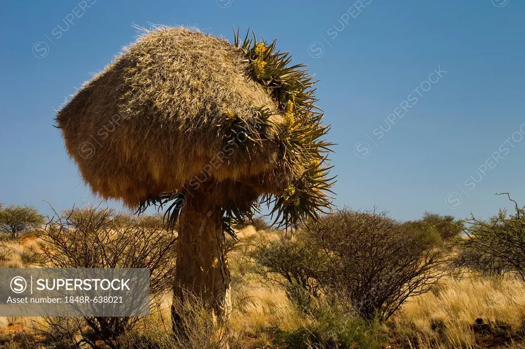 Flowering Quiver Tree or Kokerboom (Aloe dichotoma) with a weaver's nest, Kenhardt, Northern Cape, South Africa, Africa