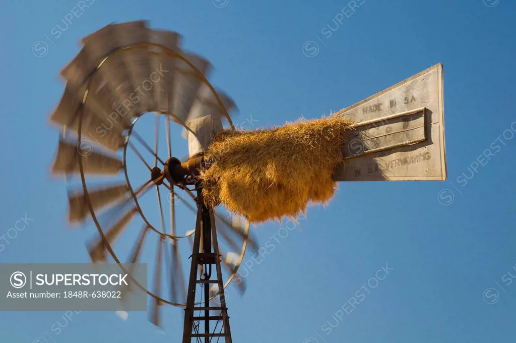 Weaver's nest on a windmill, Kenhardt, Northern Cape, South Africa, Africa