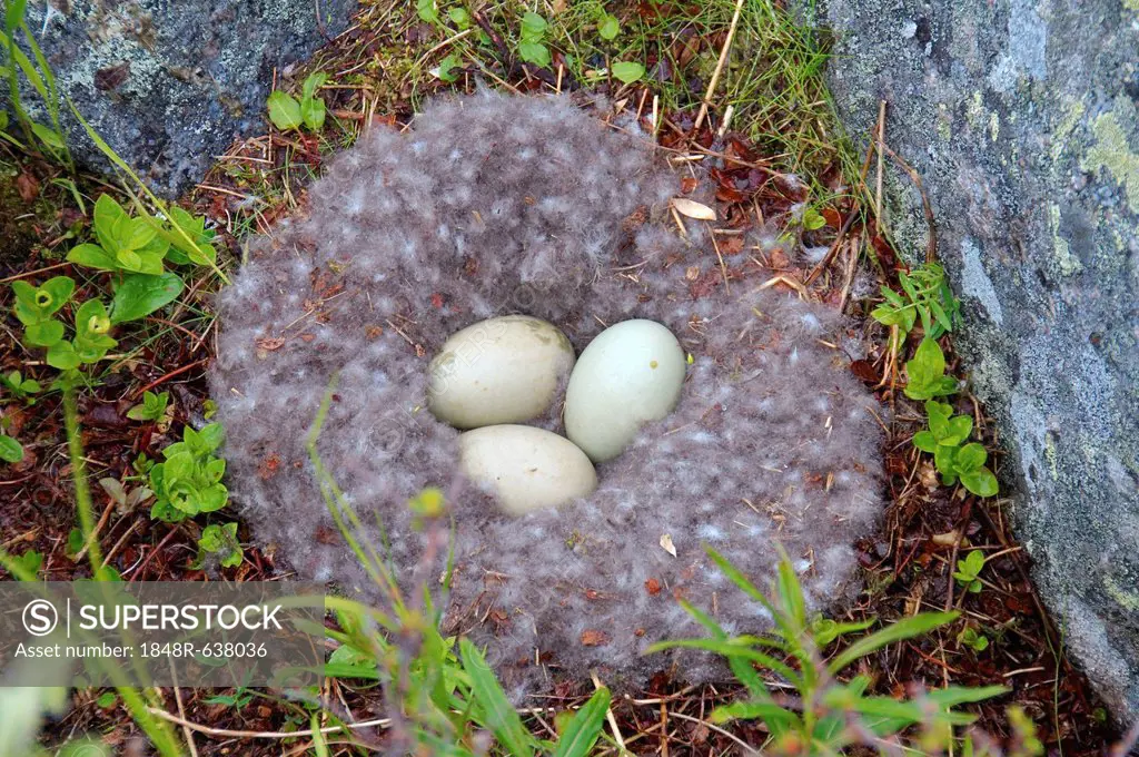 Nest with eggs of the Common Eider (Somateria mollissima), Kola Peninsula, Barents Sea, Russia