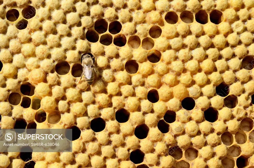 Honey bees (Apis mellifera var carnica), brood comb with capped drone brood