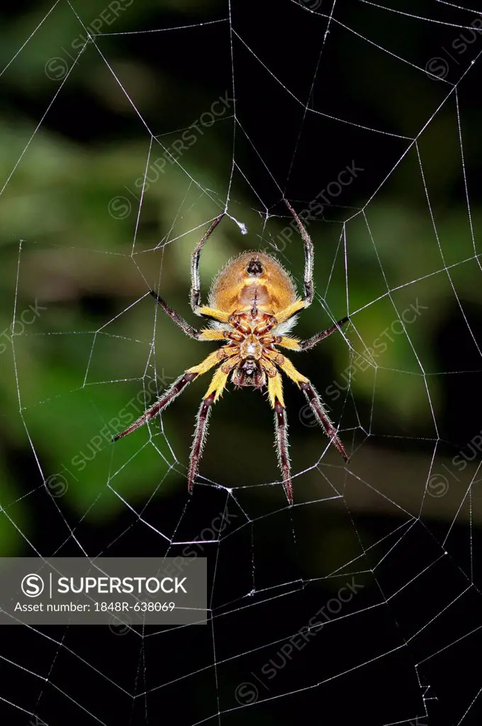 Orb-weaver spider (Araneidae) in warning coloration sitting in the center of a web, Tiputini, rainforest, Yasuni National Park, Ecuador, South America