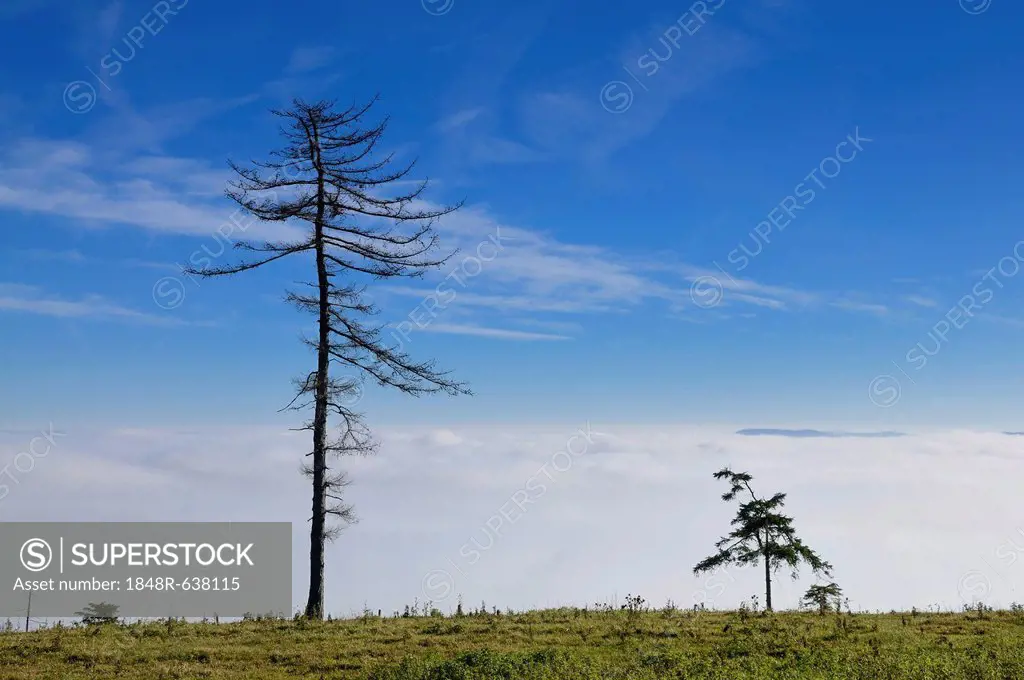 Two ragged pines against the blue sky, hiking trail on Hocheck Mountain, Triestingtal, Lower Austria, Austria, Europe