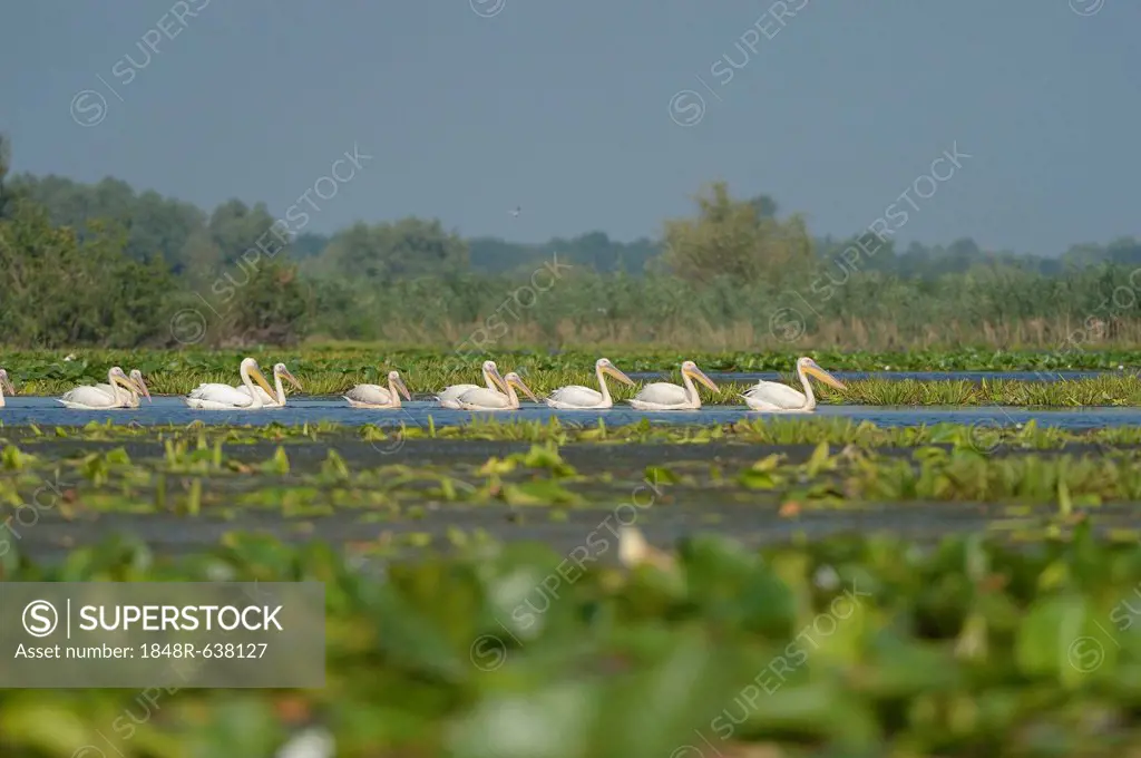 Great white pelicans (Pelecanus onocrotalus), Danube Delta, Murighiol, Romania, Europe