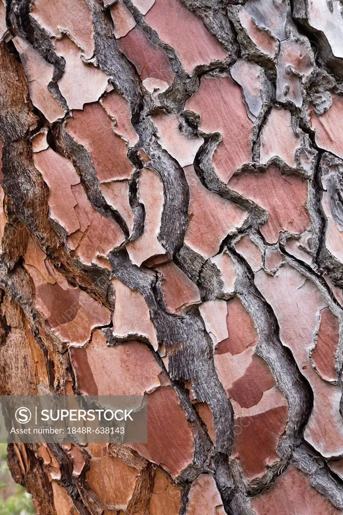Bark of a fir tree (Pinus), Corsica, France, Europe