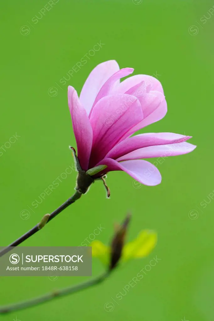 Blossom of a magnolia (Magnolia), Heaven Scent species
