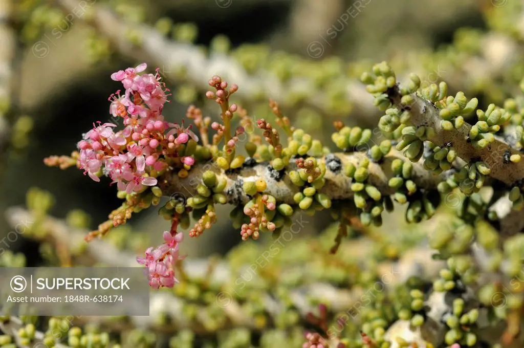 Namaqualand ceraria (Ceraria namaquensis) in bloom, Goegap Nature Reserve, Namaqualand, South Africa, Africa